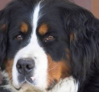 Saint Bernhard dog