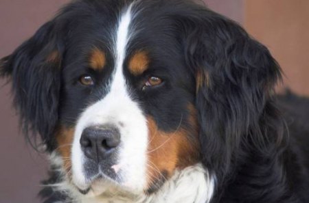 Saint Bernhard dog