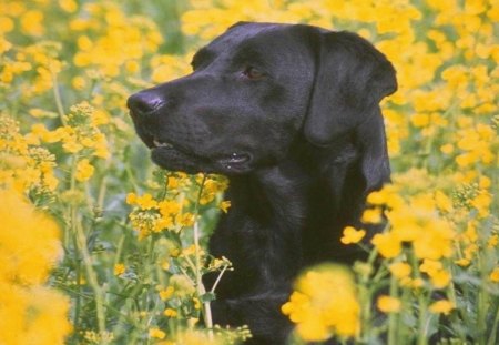 Black Labrador - meadow, out doors, yellow flowers, other