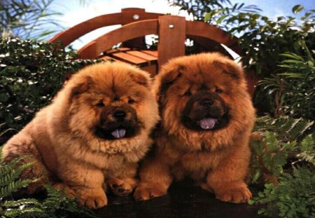 Aren't we adorable? - blue tongue, red fur, greenery, outdoors, garden bridge, chow chows