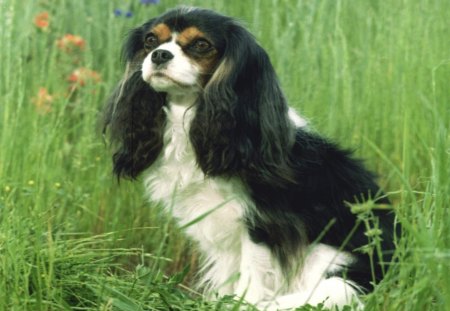 Cute dog - long ears, cavalier king charles spaniel, spaniels, long hair, meadow, comfort spaniel, other