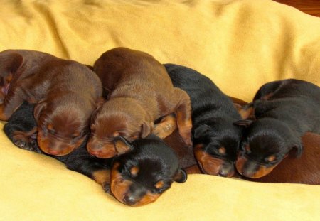 Doberman puppies - black, yellow blanket, sleeping, brown