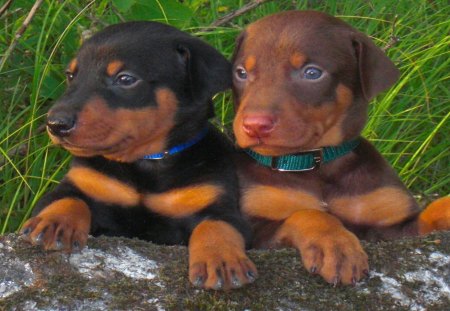 Doberman Pinchers - blue collar, green collar, grass, puppies, outdoor