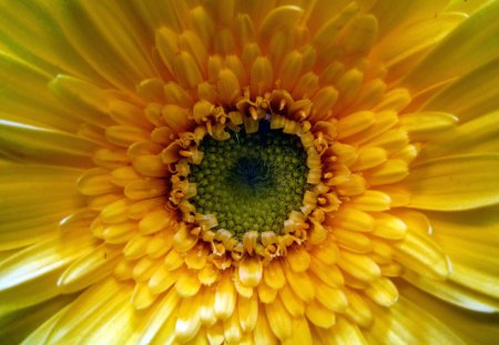 Gerbera daisy - flowers, nature, yellow, beautiful, macro, flower