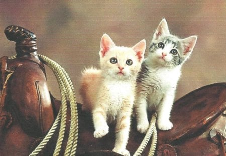 Two kittens on a saddle - saddle, kittens, rope, feline