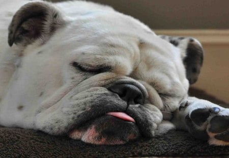 Sleeping Bulldog - white dog, toungue, puppy, other