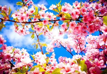 Spring branches - pretty, blossoms, sunny, spring, pink, flowering, fresh, scent, nice, sky, branches, beautiful, fragrance, lovely, freshness, blooming, tree, nature