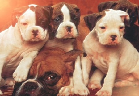 Family Portait - Boxer, cute, puppies, other