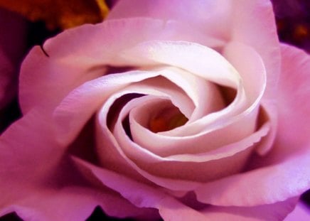 Soft pink - nature, roses, pink, photography, beautiful, flowers, rose, flower