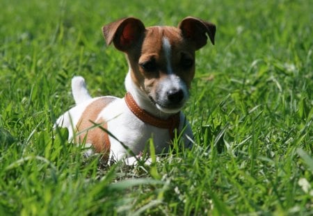 Jack Russel Terrier - cute, red collar, grass, puppy