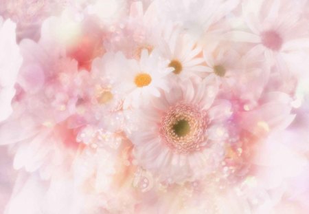 Soft Pink Flowers - white, nature, pretty, pink, soft, beautiful, flowers, daisies