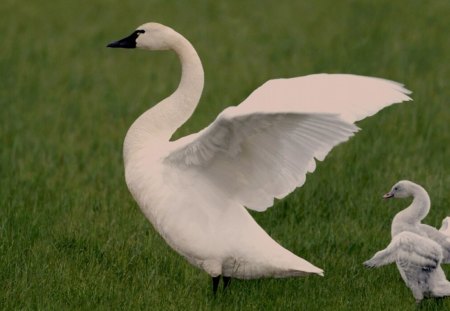 Morning exercises - white, bird, goose, green