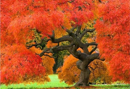 Weeping maple - red, tree, japan, weeping maple