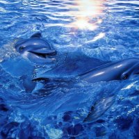 Dolphins in Blue Water