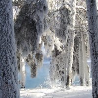 Trees Covered in Snow