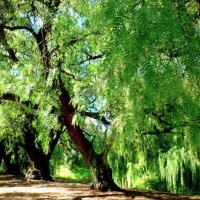 Grand old tree