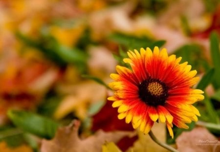 Flower - yellow, orange, Flower, nature