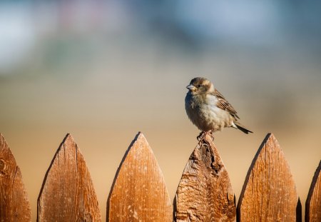 Bird - animal, color, bird, fence