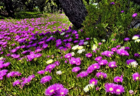 Meadow of flwoers - nice, freshness, delicate, greenery, field, meadow, spring, purple, pretty, tree, grass, summer, lovely, violet, nature, forest, beautiful, flowers