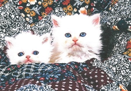 Two white Perian kittens on a quilt - quilt, feline, cute, persian, kitten