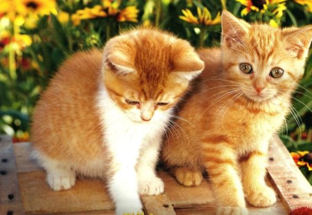 Two kittens on a box - box, kittens, feline, flowers, cute