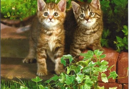 Two kittens in the garden - kittens, vine, green, garden