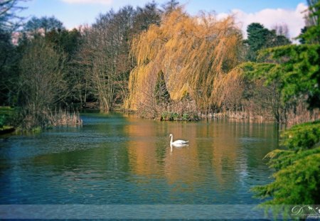 The lake - lakes, nature, swan, white swan