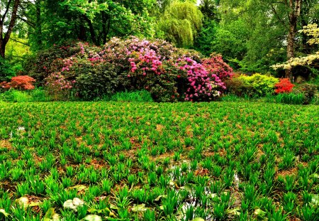 GARDEN - trees, nature, pond, garden, shrubs, park