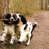 PLAYFUL BUDDIES