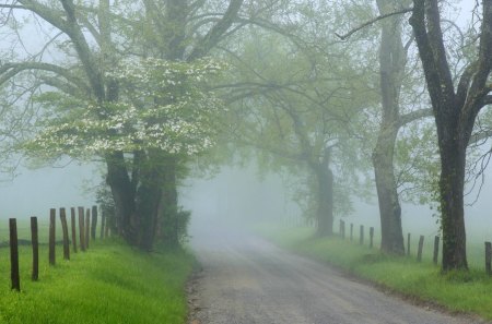 Fog - fog, nature, forest, mist