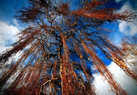 ZOOM SHOT of NATURE - sky, tree, branches, nature