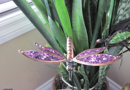 dragonfly decor - purple, plants, dragonfly, photography, green