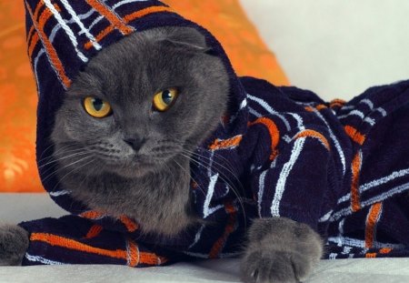 Gray cat in cloth - pet, animal, cloth, funny, cute, cat