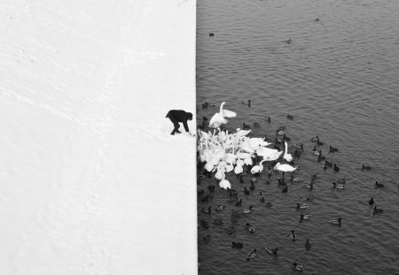 Ducks - nature, ducks, Black and white, photography