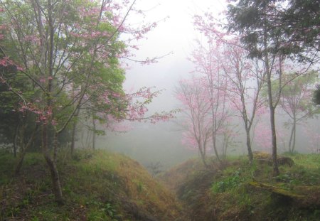 Cherry blossoms in the misty forest - Misty forest, nature, beautiful, foggy, Cherry blossoms