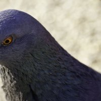 grey pigeon and orange eyes