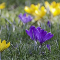 yellow and purple wild crocuses