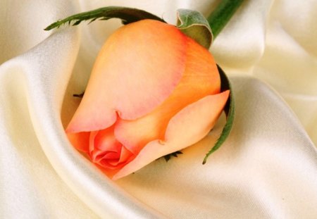 Rose bud gift - bicolored, delicate, tenderness, colors, petals, orange, natural, flowers, white, nature, red, soft, flowerws, rose, gift, wallpaper