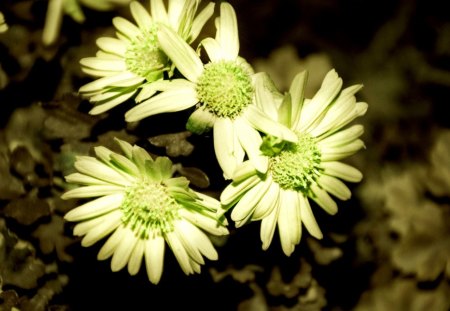 FLOWERS - flowers, blooms, petals, nature