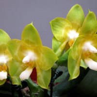 Lovely orchids