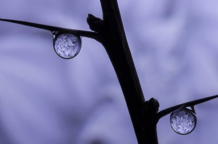 Purple - drop, branch, nature, purple, drops