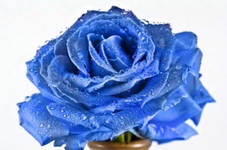 Magical Blue Rose - rose, blue, flower, magical