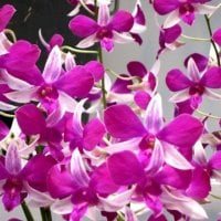 Pretty orchids