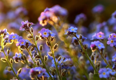 FORGET ME NOT - forget me not, small, blossoms, nature