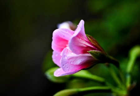 SINGLE BLOSSOM - spring, flower, nature, single