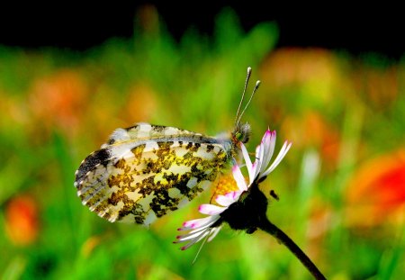 CUTE HONEY SUCKER - butterfly, flower, nature, closeup