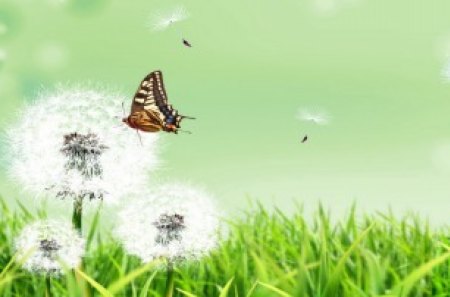 Butterfly and Dandelions - grass, dandelions, green, butterflies