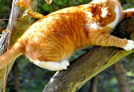 MISCHIEVOUS KITTY - climbs, tree, ginger, cat