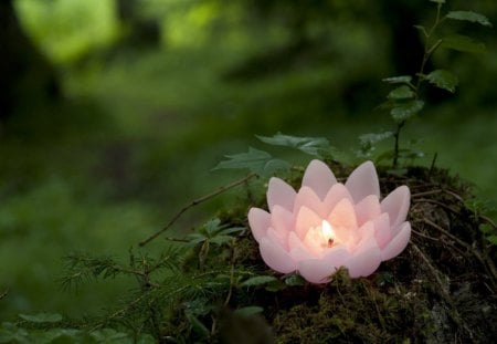 Rose with Light - artificial, waterlilly, water, arrangement