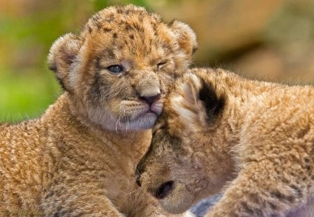 Tigers - sleeping, beauty, cat face, hat, animals, sleepy, paws, face, pretty, cute, cat, kitty, lovely, kitten, cats, beautiful, sweet